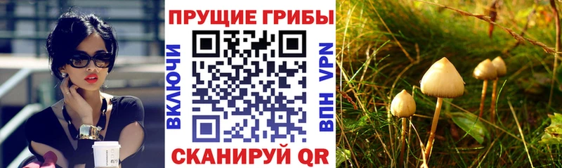 Псилоцибиновые грибы прущие грибы  сколько стоит  Грайворон 
